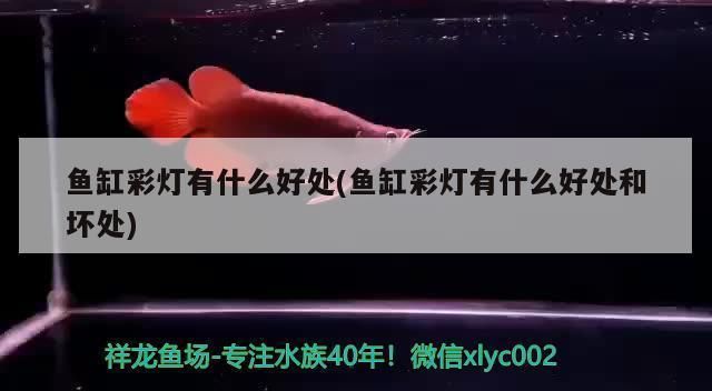 細線銀板魚苗疾病預防措施：細線銀板魚苗水溫控制技巧,細線銀板魚苗光照管理方法