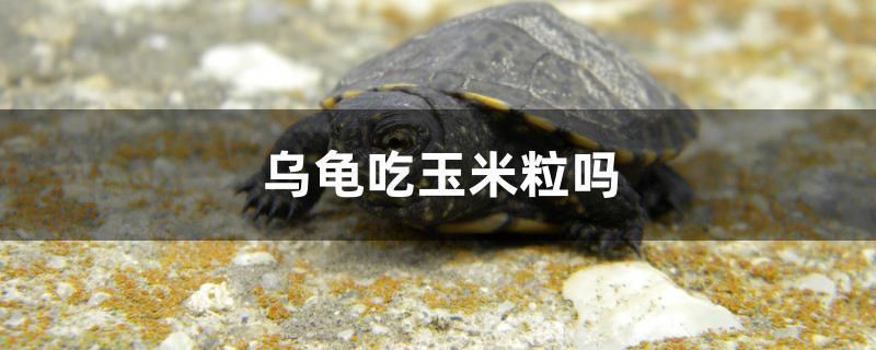 細線銀板魚苗疾病預防措施：細線銀板魚苗水溫控制技巧,細線銀板魚苗光照管理方法