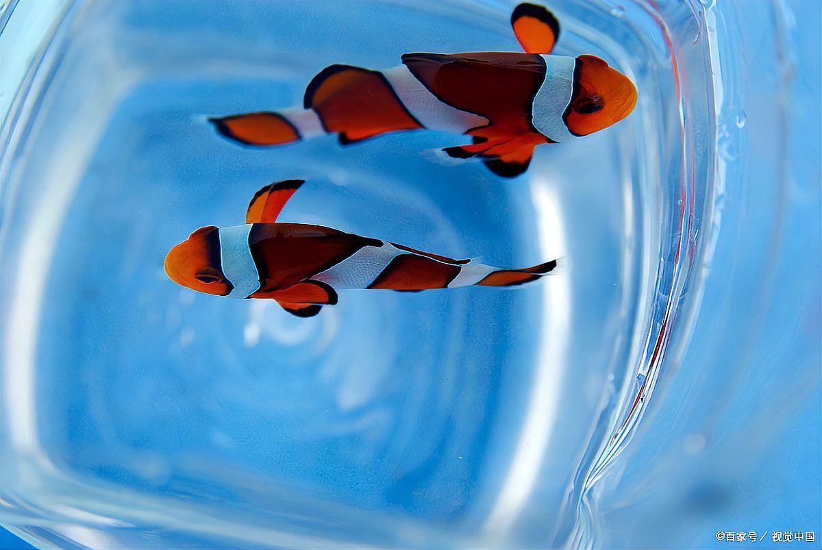 火龍魚需要打氧氣嗎