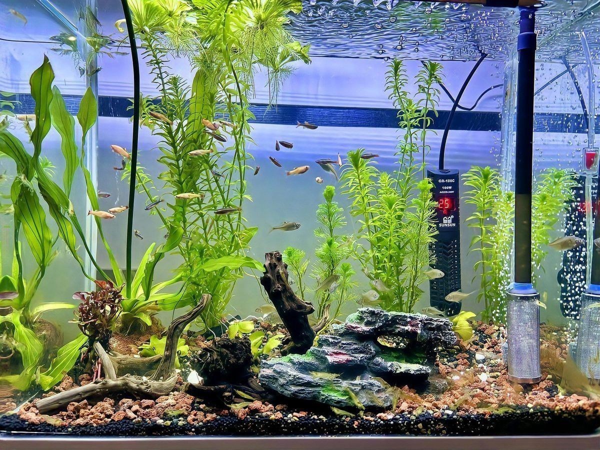 火龍魚需要打氧氣嗎