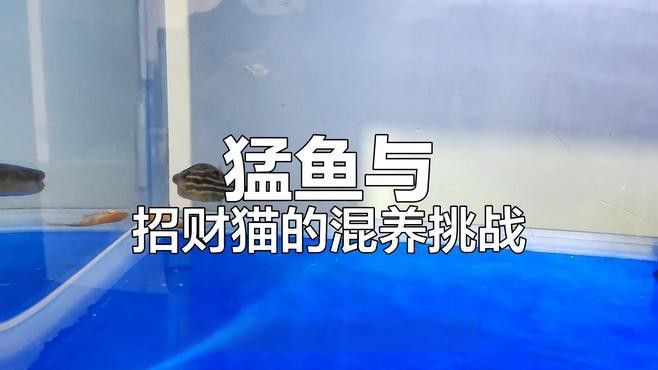 招財貓魚和龍魚混養嗎圖片