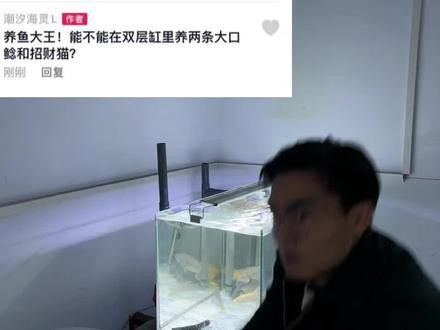招財貓魚和龍魚混養嗎圖片