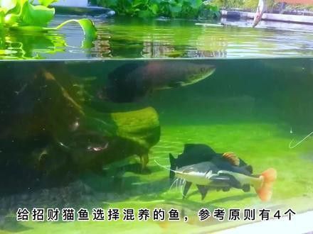 招財貓魚和龍魚混養嗎圖片