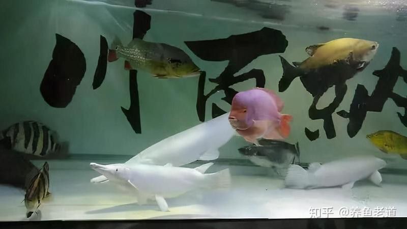 招財貓魚和龍魚混養嗎圖片
