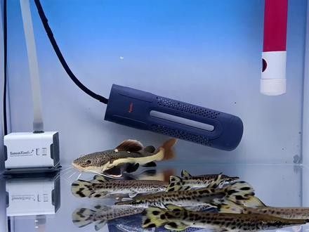 招財貓魚和龍魚混養嗎圖片