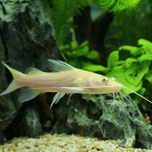 招財貓魚和龍魚混養嗎圖片