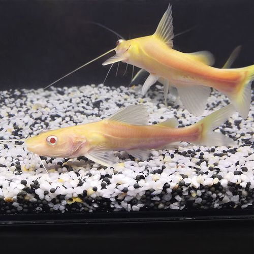 招財貓魚和龍魚混養嗎圖片