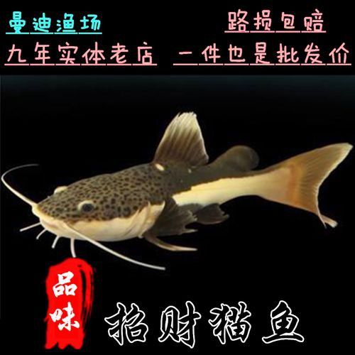 招財貓魚和龍魚混養嗎圖片