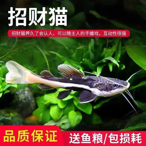 招財貓魚和龍魚混養嗎圖片