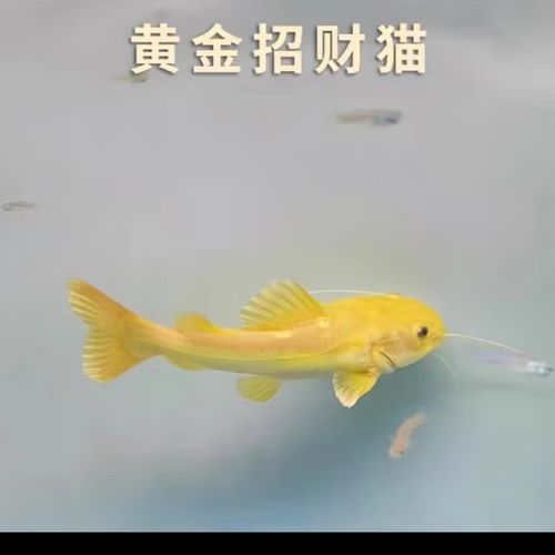 招財貓魚和龍魚混養嗎圖片