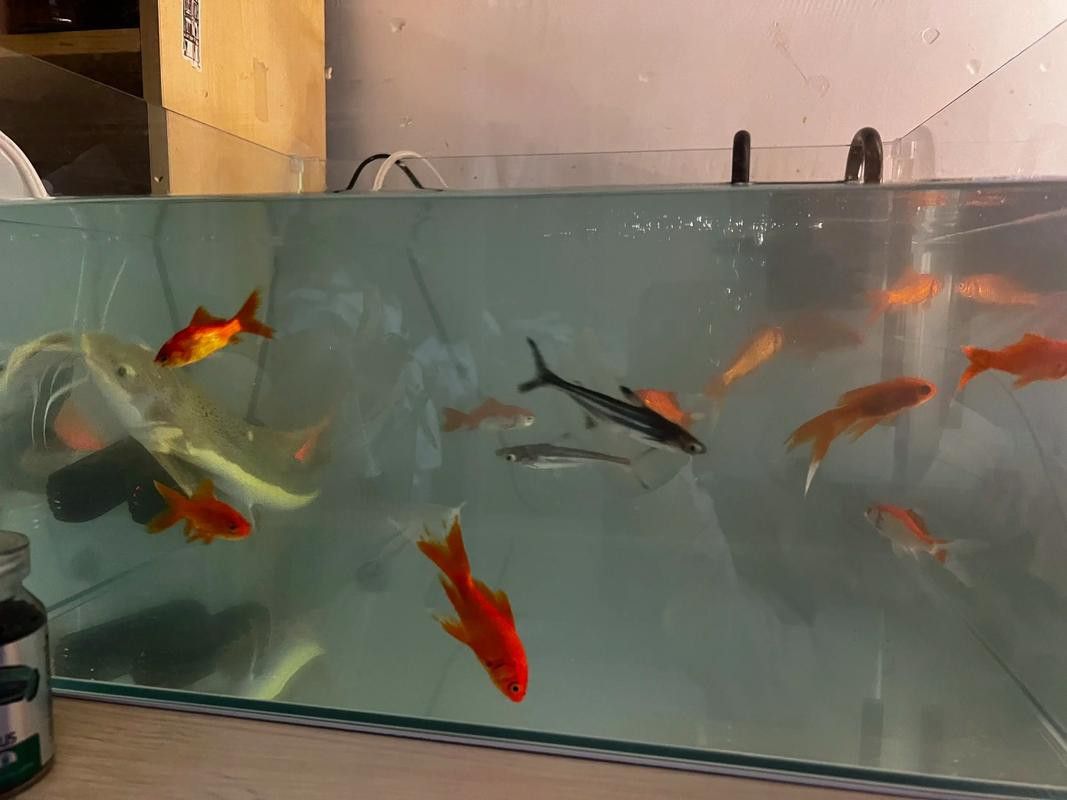 招財貓魚和龍魚混養嗎圖片