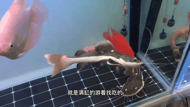 招財貓魚和龍魚混養嗎圖片