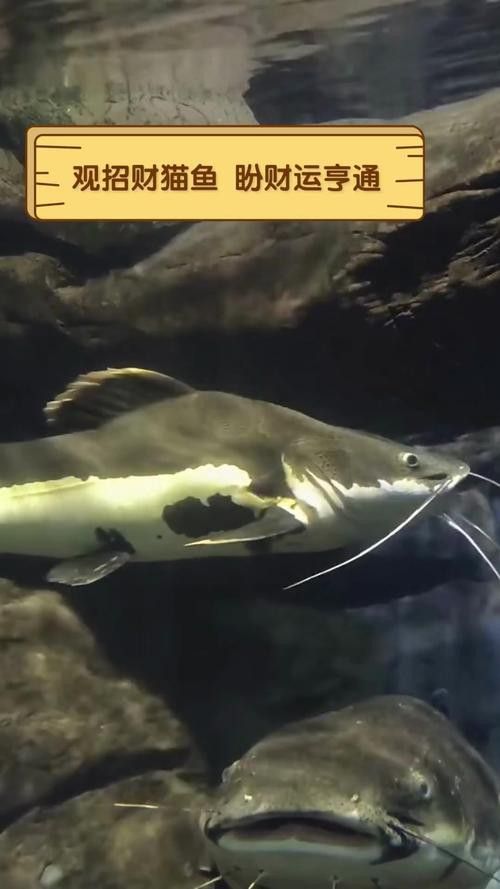招財貓魚和龍魚混養嗎圖片