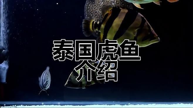 招財貓魚和龍魚混養嗎圖片