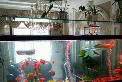 龍魚爬缸多久能恢復(fù)正常：龍魚爬缸后需時間調(diào)養(yǎng)才能恢復(fù)