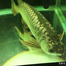 龍魚爬缸多久能恢復(fù)正常：龍魚爬缸后需時間調(diào)養(yǎng)才能恢復(fù)