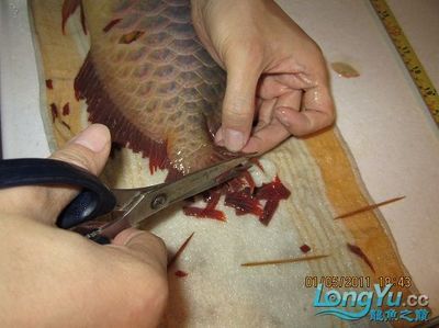 龍魚怎么做手術吃：龍魚手術基本步驟和注意事項