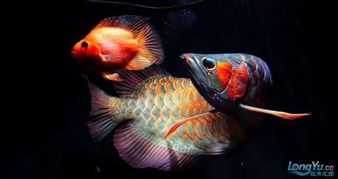 龍魚(yú)美圖合集：非洲龍魚(yú)美圖合集，非洲龍魚(yú)相對(duì)較少見(jiàn)：龍魚(yú)美圖合集