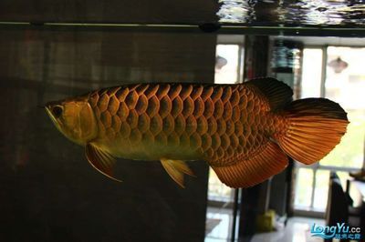 龍魚(yú)美圖合集：非洲龍魚(yú)美圖合集，非洲龍魚(yú)相對(duì)較少見(jiàn)：龍魚(yú)美圖合集