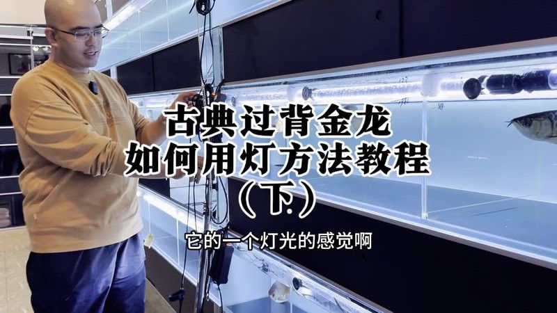 金龍魚用什么燈光好