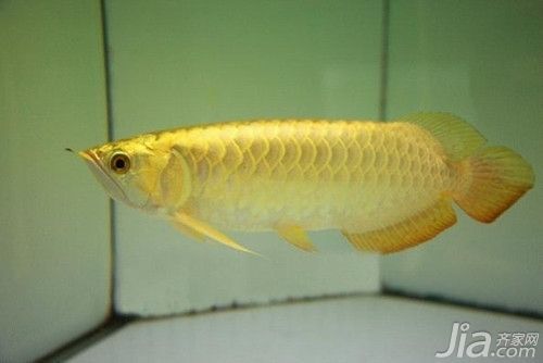 高背金龍魚和過背金龍魚的區別是什么：高背金龍魚和過背金龍魚有什么區別