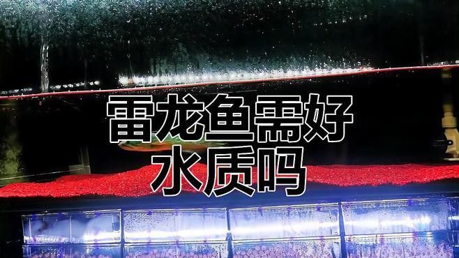 如何調整雷龍魚的環境？