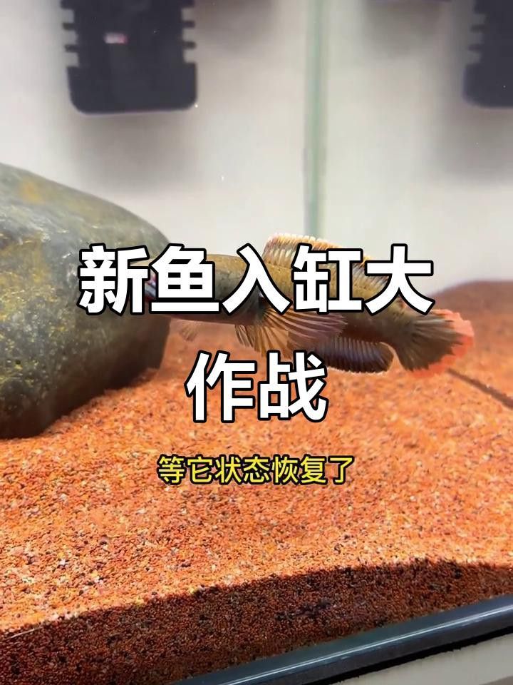 如何調整雷龍魚的環境？
