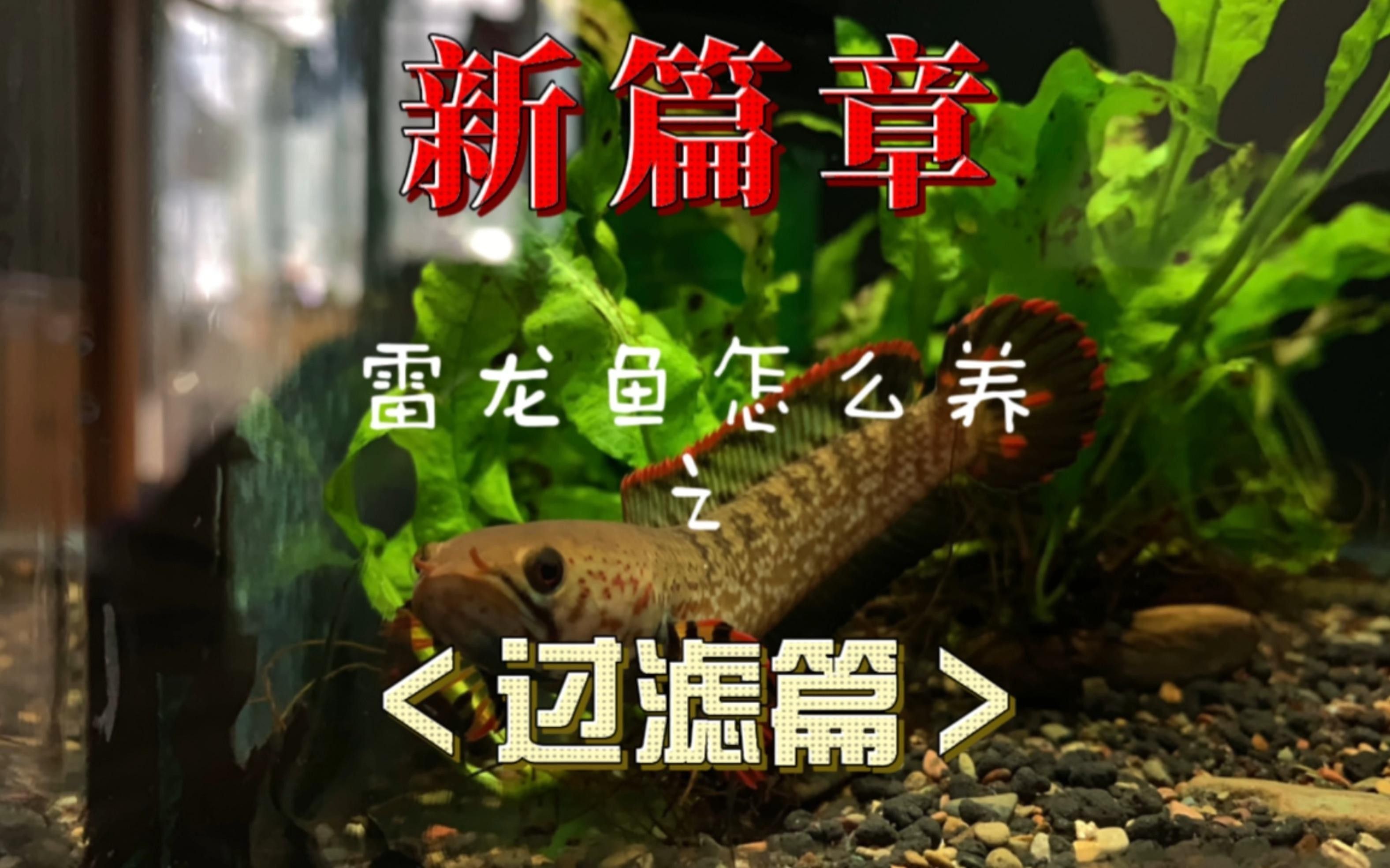 如何調整雷龍魚的環境？