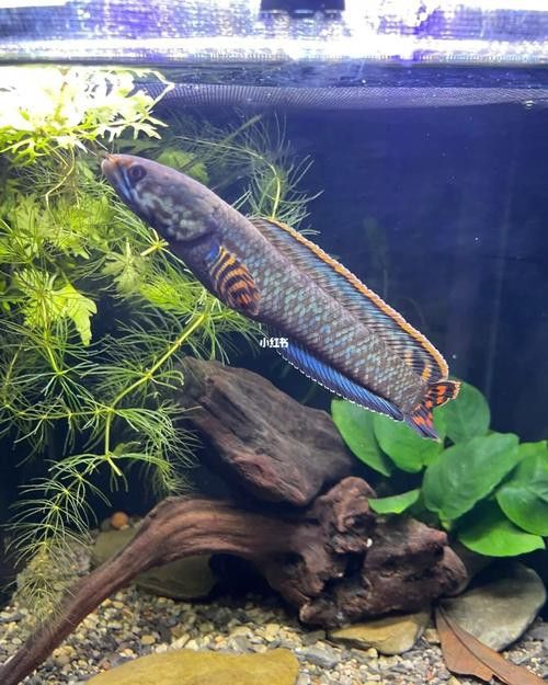 如何調整雷龍魚的環境？