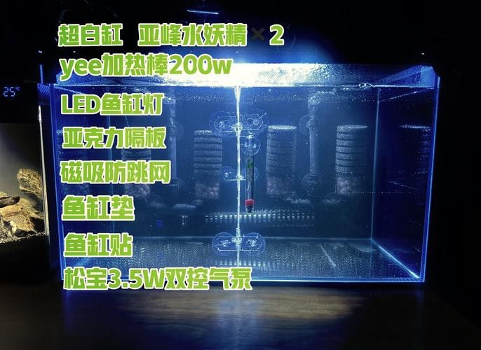 如何調整雷龍魚的環境？