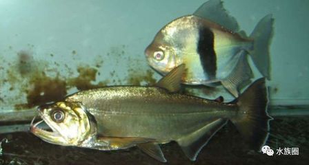 金龍魚家養好嗎怎么養（關于金龍魚家養的詳細信息）