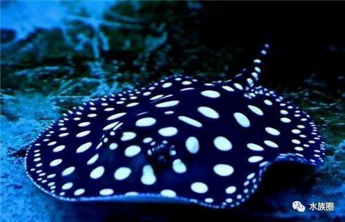 藍鯊能和龍魚混養嗎