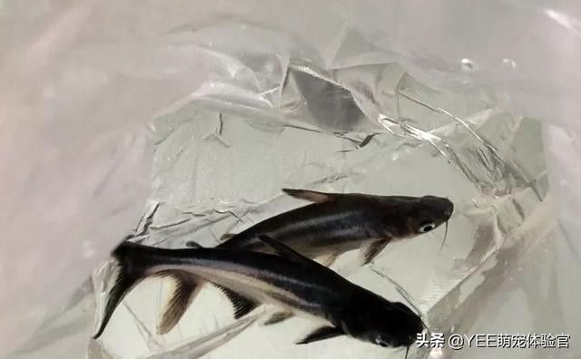 藍鯊能和龍魚混養嗎