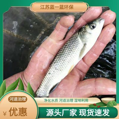 青龍魚苗價格行情（青龍魚苗價格行情受到多種因素影響青龍魚苗價格波動較大）