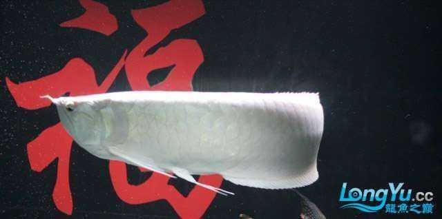 還有哪些因素影響白化龍魚的價格？