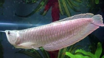 養銀龍魚需要準備什么東西：養銀龍魚需要準備什么東西，