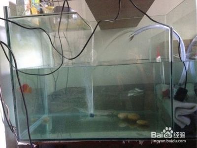養銀龍魚需要準備什么東西：養銀龍魚需要準備什么東西，