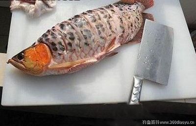 重金屬金龍魚什么意思啊：\"重金屬金龍魚\""含義