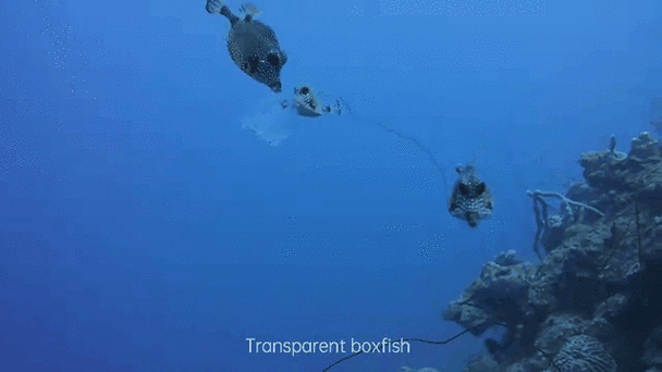 有沒有紅龍魚動態壁紙？