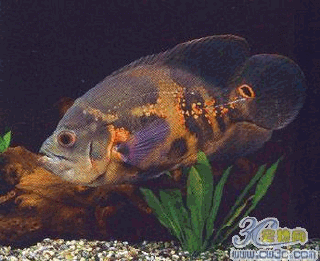 有沒有紅龍魚動態壁紙？