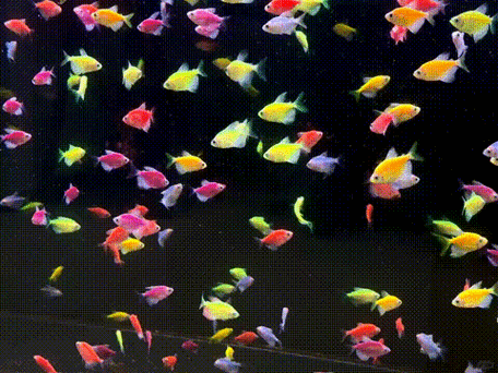 有沒有紅龍魚動態壁紙？