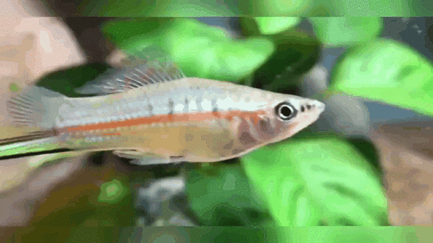 有沒有紅龍魚動態壁紙？