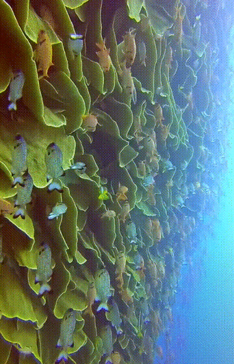 有沒有紅龍魚動態壁紙？