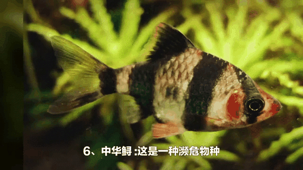 有沒有紅龍魚動態壁紙？