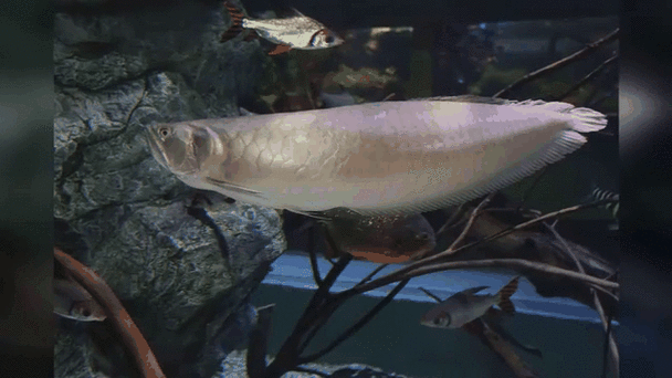 有沒有紅龍魚動態壁紙？