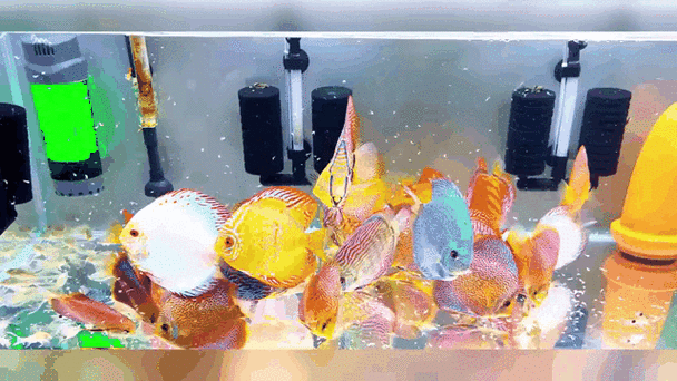 有沒有紅龍魚動態壁紙？