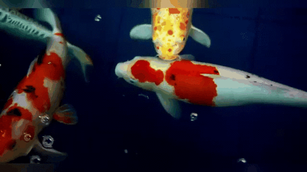 有沒有紅龍魚動態壁紙？