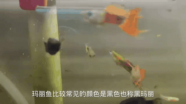 有沒有紅龍魚動態壁紙？