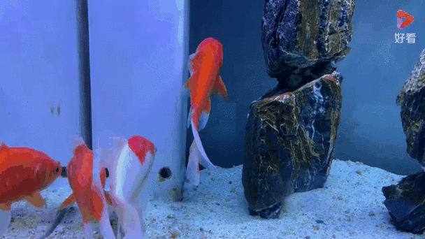 有沒有紅龍魚動態壁紙？