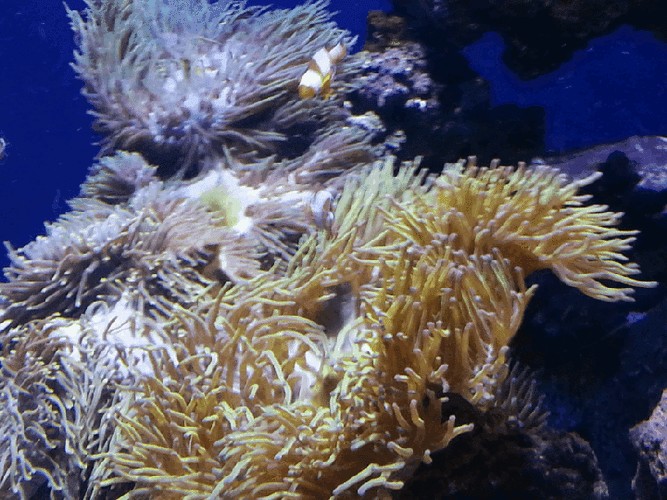 有沒有紅龍魚動態壁紙？